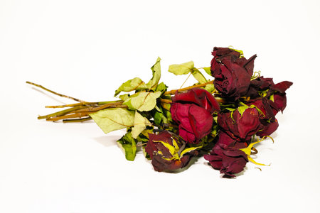 Dried roses on a white background, closeup of photo.の写真素材