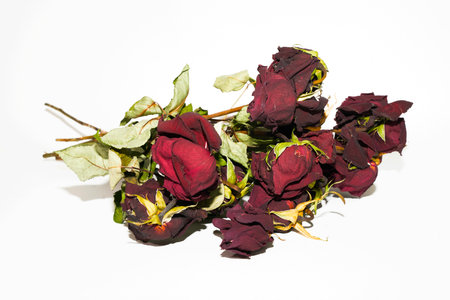 Dried roses on a white background, close-up, isolatedの写真素材