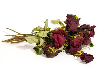 Dried roses on a white background. Bouquet of dried flowers.の写真素材