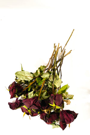 Dried roses on a white background. Studio shot. Isolated.の写真素材