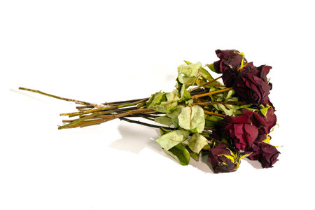 Dried roses on a white background.の写真素材