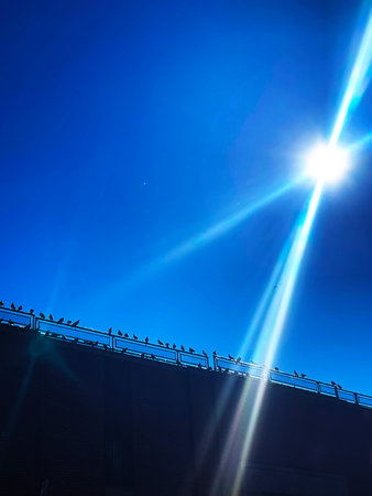 Birds on the top of a building in the rays of the sunの写真素材