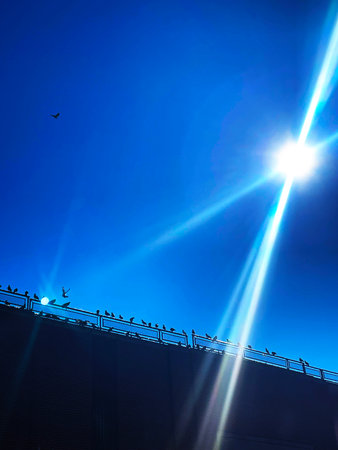 Birds flying in the blue sky, closeup of photo.の写真素材