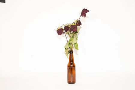 Dried roses in a brown bottle on a white background, isolatedの写真素材