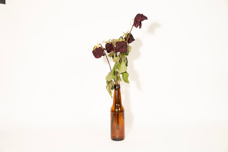 Dried rose in a brown glass bottle on a white background.の写真素材