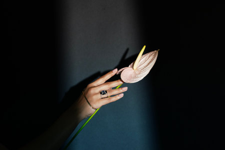 Woman's hand holding anthurium flower on a dark background.の写真素材