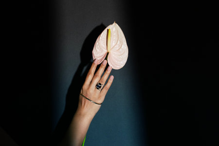 Hands of a woman holding anthurium flower on black backgroundの写真素材