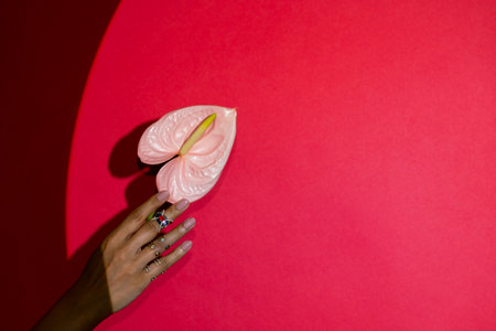 Female hand with manicure holding anthurium flower on red backgroundの写真素材