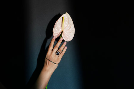 Woman's hand holding anthurium flower on a dark background.の写真素材