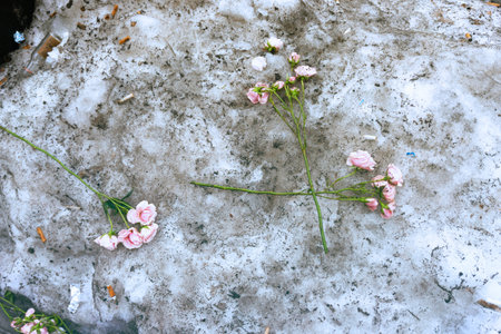 White and pink flowers on the snow, top viewの写真素材