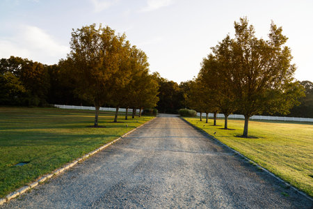 Asphalt road in the park with trees and grass at sunset.