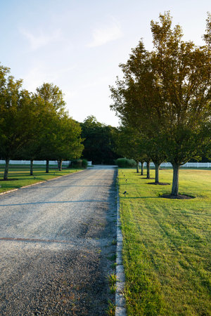 Empty asphalt road in the park with trees and grass in the foreground