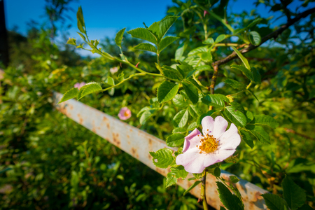 Pink flower and blue skyの写真素材