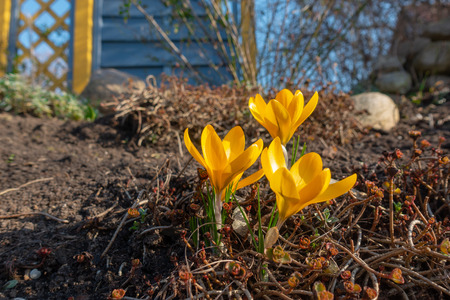 yellow crocuses in springの写真素材