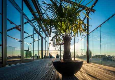 a palm tree stands on a roof terraceの写真素材