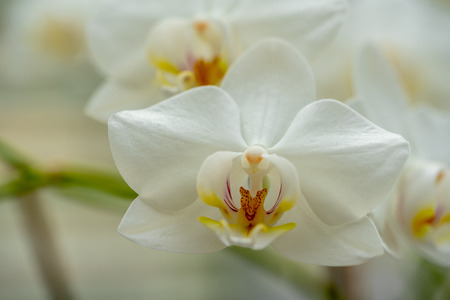 a close-up of a white orchidの写真素材