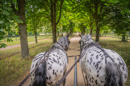 Apaloosa horses pull a carriageの写真素材