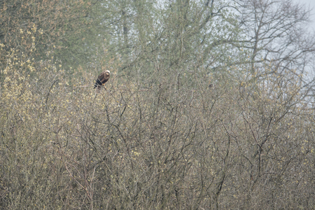 A red kite sits on a tree looking for foodの写真素材