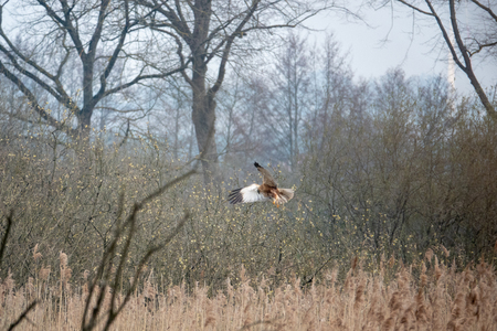 A red kite sits on a tree looking for foodの写真素材