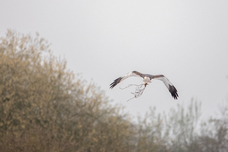 A red kite sits on a tree looking for foodの写真素材