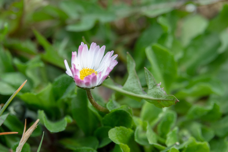 a daisy stands on a green meadow in the morning dewの写真素材