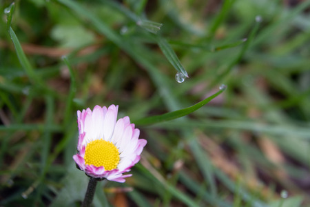 a daisy stands on a green meadow in the morning dewの写真素材