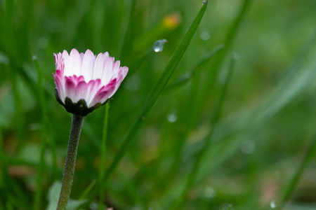 a daisy stands on a green meadow in the morning dewの写真素材