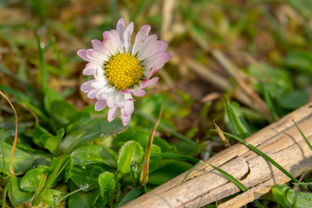 a daisy stands on a green meadow in the morning dewの写真素材