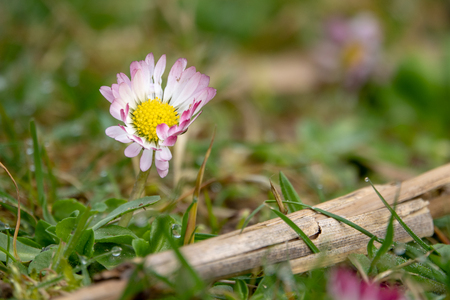 a daisy stands on a green meadow in the morning dewの写真素材