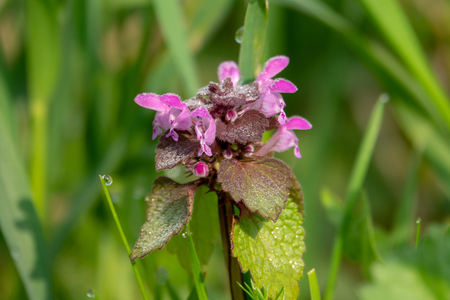 a dead nettle stands on a green meadow in the morning dewの写真素材