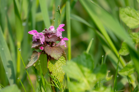 a dead nettle stands on a green meadow in the morning dewの写真素材