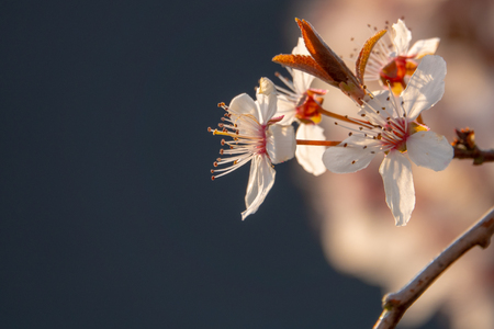 Close-up of a plum blossom in sunlightの写真素材