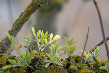 young shoots grow from an old branchの写真素材