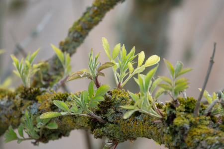 young shoots grow from an old branchの写真素材