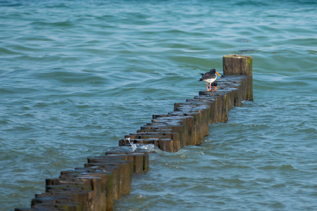 two oystercatchers standing on a bune in the Baltic Seaの写真素材