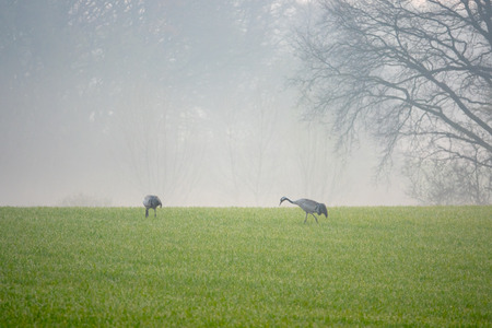 Cranes looking for food in a field early in the morningの写真素材