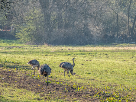 a Nandu family standing on a meadow in the morning looking for foodの写真素材