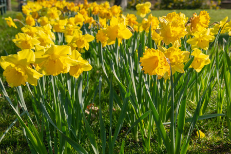 a flower bed full of daffodils in springの写真素材
