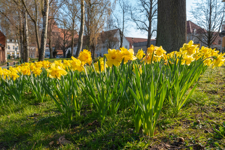 a flower bed full of daffodils in springの写真素材