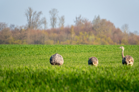 a group of Nandu runs across the field early in the morningの写真素材