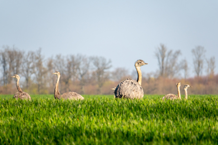 a group of Nandu runs across the field early in the morningの写真素材