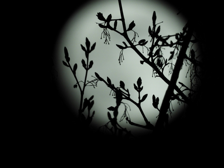 a full moon in the starry night skyの写真素材