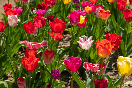 many colourful tulips stand on a tulip fieldの写真素材