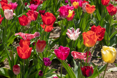 many colourful tulips stand on a tulip fieldの写真素材
