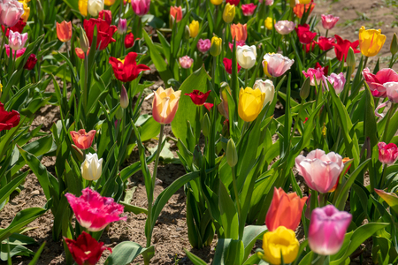 many colourful tulips stand on a tulip fieldの写真素材