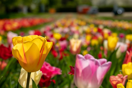 many colourful tulips stand on a tulip fieldの写真素材
