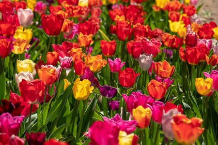 many colourful tulips stand on a tulip fieldの写真素材