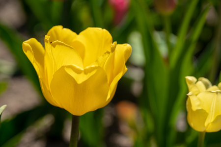 a yellow tulip stands in front of a tulip fieldの写真素材