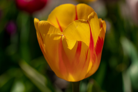 an orange tulip stands in front of a tulip fieldの写真素材