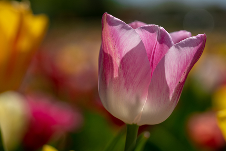 a pink tulip stands in front of a tulip fieldの写真素材